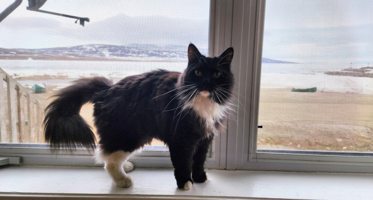 cat by the window in nunavut